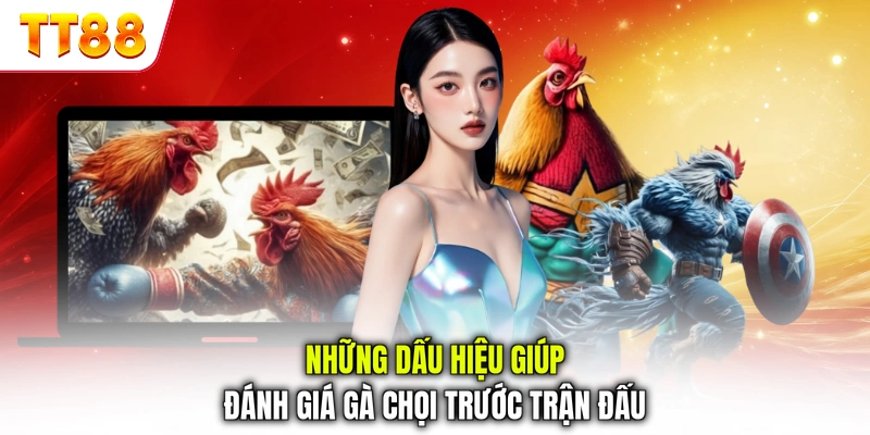 Những dấu hiệu giúp đánh giá gà chọi trước trận đấu