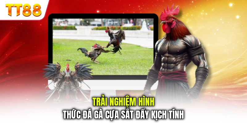 Trải nghiệm hình thức đá gà cựa sắt đầy kịch tính